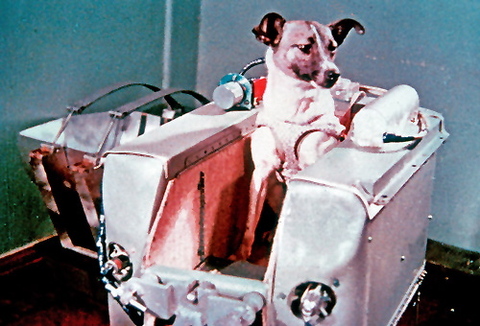 ライカ犬とは ライカ犬 クドリャフカ ガガーリンより前に宇宙に行った犬